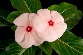 The role of alkaloids in plant defense. Vinblastine And Vincristine Life Saving Drugs From A Periwinkle John Innes Centre