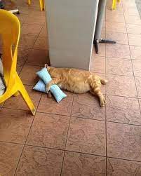 Mendapat atau memperoleh sesuatu yang diidamkan. Bulus Montel Superfood Bak Kata Pepatah Orang Mengantuk Disorongkan Bantal Kredit D Cat D Hati Facebook