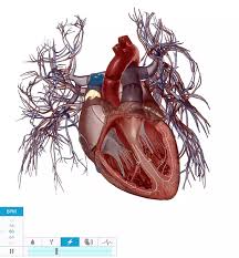 The mammalian brain regulates body temperature and the circulatory system. Physiology Pathology Four Common Cardiovascular Conditions