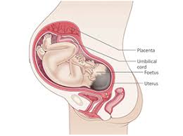 Most people don't learn this until they are trying to become pregnant, and are using cervical position as a sign of approaching ovulation/fertility (cervical position is sometimes used. 36 Weeks Pregnant Raising Children Network