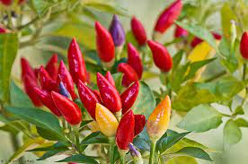 See full list on es.wikipedia.org Chile Piquin Capsicum Annuum L Chile Variety
