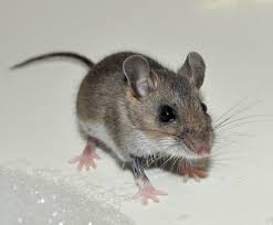 House Mouse Mus Musculus Best Pest Control Pest Control Fleas