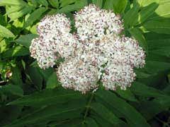 Sweet cherries are an exception: Sambucus Ebulus Dwarf Elder Dwarf Elderberry Pfaf Plant Database