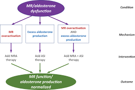 Image result for Aldosterone