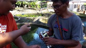 Giant Hero Special Food For Giant Betta Youtube