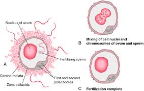 Zygote Definition Of Zygote By Medical Dictionary Embryonic Development Plasma Membrane Human Chorionic Gonadotropin