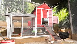 I learned this week that that was probably the wrong. Why Keep Pet Backyard Chickens