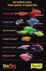 Male bettas are known for their long, flowing fins, but female bettas bring male glofish bettas are territorial and do best kept by themselves. Pin On Glofish