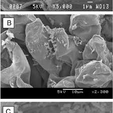 Image result for Pavetta pygmaea