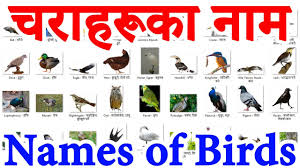 Birds In Nepal 34 Birds Name In Nepali English Language