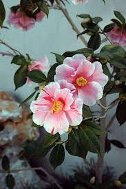 Pin On Beautiful Flowers