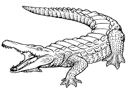 Alligator Coloring Sheet Animal Coloring Pages Turtle Coloring Pages Coloring Pages