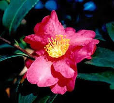 Camellia sasanqua is native to japan and china, and popular in the united states, warmer parts of europe, australia and new. Sasanqua Camellia Camellia Sasanqua