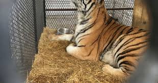 A deputy from waller county sheriff is seen in the video with his service weapon drawn at a tiger in a residential. Tiger Found In Cage At Houston Home Is Headed To East Texas Animal Sanctuary