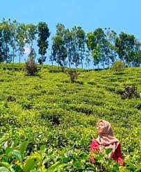 Curug cinulang terletak di cicalengka kabupaten bandung.curug cinulang setinggi 30 mtr merupakan curug kembar yang eksotis.saat ini curug cinulang sedang. Tiket Masuk Wanasimbat Travel Paket Wisata October 2020 Menyakiti Tetangga Merupakan Sebab Masuk Neraka Images Unicorns