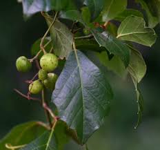 Image result for Rhoicissus rhomboidea