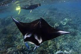 Ant pest control termite control carpenter ant damage ant removal homemade insecticide ant problem termite damage termite inspection black ants. Jobs At Doc Thelma Wilson Biodiversity Ranger Conservation Blog Conservation Blog