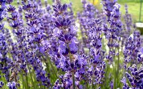 Beim pflanzen von lavendel gibt es ein paar punkte zu beachten: Lavendel Cecilia Pflanze Lavendel Labkraut Lungenkraut Pflanzen Saatgut Ruhlemann S Krauter Und Duftpflanzen