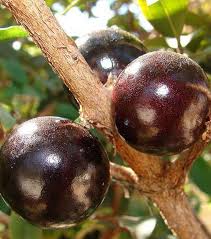 Pin On Fruits Bizarres