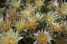 I always thought cacti would be hard to grow from seed but that is not the case! Succseed Webshop