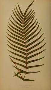 Image result for Pteris buchananii