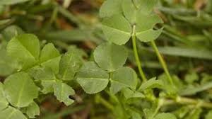Another option is to learn to live with these beneficial weeds. Issues With Clover In Your Lawn Learn To Control It With Scotts