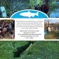 SB Clean Creeks  Town Hall - Salmon Monitoring  event image