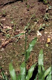 Image result for Urochloa platynota