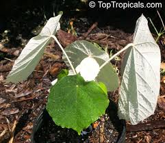 Image result for Pterospermum acerifolium