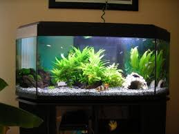 Lampe Pour Terrarium Tortue Terrarium Tortue Aquarium Pour Tortue Tortue
