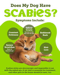 Image result for scabies dogs detail