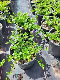 Image result for Vinca minor