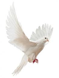 Una Paloma Blanca Volando Libre Aislada Imagen De Stock Aves Volando Aves Fotos De Aves