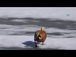 Kars In Sarikamis Ilcesinde Baharin Ilk Gunlerinde Angut Kuslari Youtube