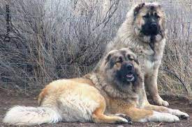 She's the newest armenian gampr at white rose farms! Armenian Gampr Dog Breeds Livestock Guardian Dog Dogs