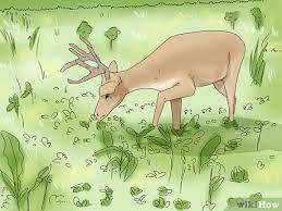 What can you feed deer. 4 Ways To Feed Deer Wikihow