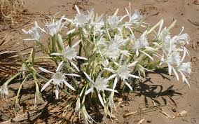 Image result for Pancratium tenuifolium