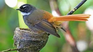 Dengan kulit hitam manis menambah seksi badannya. Punya Bulu Dan Warna Yang Cantik Inikah 5 Burung Surga Yang Berasal Dari Indonesia Tribun Travel