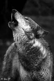 Wolf Cry By Yair Leibovich On Deviantart Wolf Cry Wolf Eyes Wolf Pictures