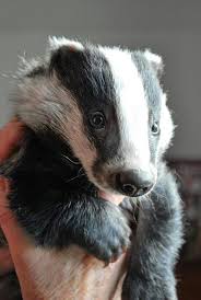 Baby Badger Cute Animals Animals Beautiful Animals