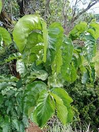 Image result for Vangueria