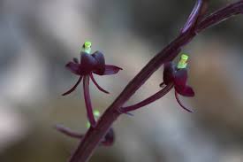 Image result for Liparis nervosa