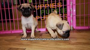 Ask questions and learn about pugs at nextdaypets.com. Puppies For Sale Local Breeders Fawn Pug Puppies For Sale Georgia At Lawrenceville Puppies For Sale Local Breeders
