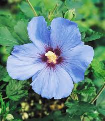 Hibiskus Hecke Top Qualitat Online Kaufen Hibiscus Tuintips Kleine Tuinen