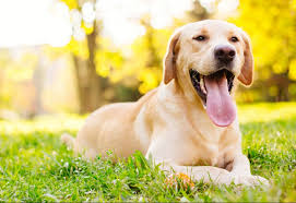 L'ennui est source de nombres de problèmes comportementaux et physiologiques chez le chien qui est avant tout un animal sociable. Qui Sont Les Chiens Des Francais