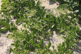 Image result for Cyphostemma glandulosissimum