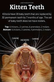 Baby kittens are born with no teeth. When Do Kittens Get Teeth Kitten Teeth Chart Love These Cats