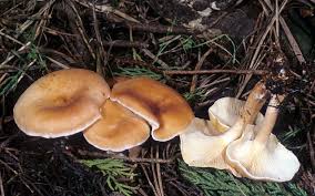Image result for Lessertia falciformis