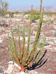 Image result for Fouquieria