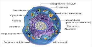 Maybe you would like to learn more about one of these? Animal Cell Definition Functions Structure Animal Cell Animal Cell Project Cell Definition